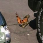 zara_zuhri profile picture