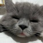 nesers_dumplings profile picture