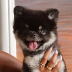 gucciraad profile picture