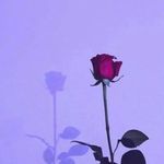 ni_who0 profile picture