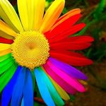 rainboow_flower profile picture